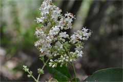 Ligustrum perrottetii